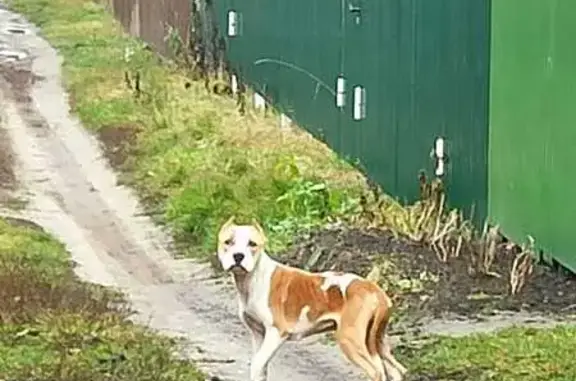 Найдена собака, Тамбовская область, фото: Собака найдена на 63 даче, Тамбовская область