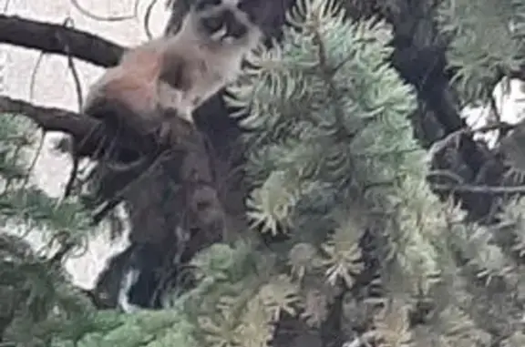 Кошка найдена: ул. Маршала Жукова, 26