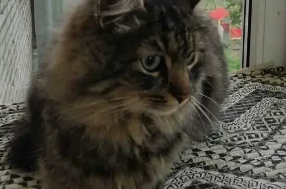 Пропал котик Кузя, 29К-027, Таруса