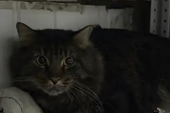 Кошка найдена: Объездная, 3, Ставрополь