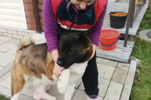 Пропала собака, ул. Луначарского 64, Вязники