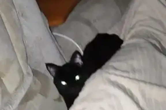 Пропала кошка, ул. Космонавтов 7, Арамиль