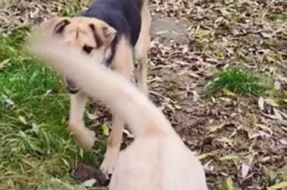 Собаки потеряшки, Калуга, фото: Потеряшка собака, ул. Болдина, Калуга