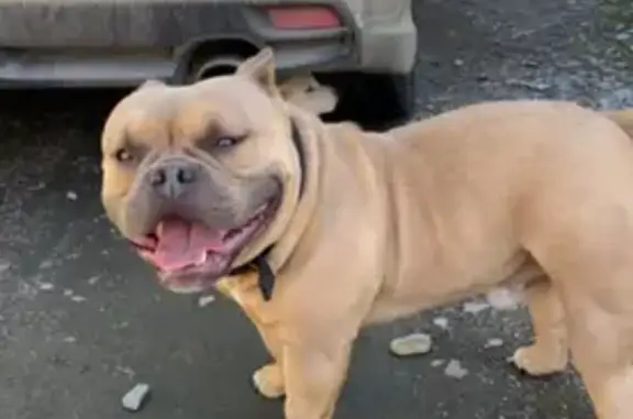 Пропала собака, Бычиха, Первомайская, 40