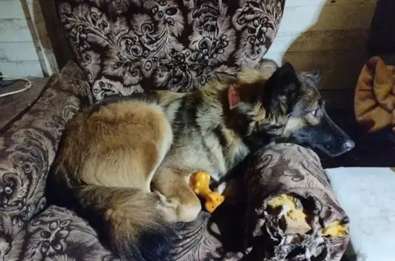 Собаки потеряшки, Ногинск, фото: Потеряшка собака, ул. Ключик, Ногинск