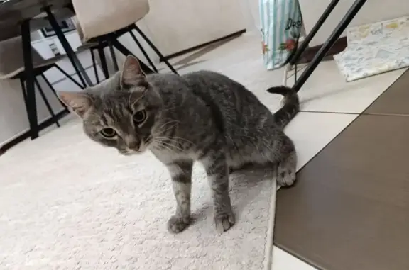 Найдена кошка, Челябинск, фото: Кошка найдена: Дегтярёва, 58, Челябинск