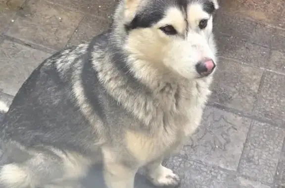 Пропала лайка, Восточная ул. 106, Курск