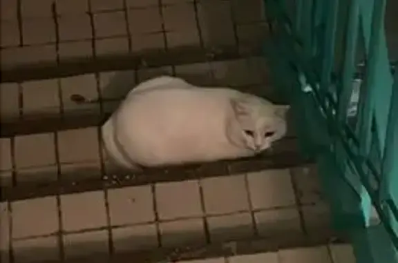 Кошки потеряшки, Набережные Челны, фото: Потеряшка белый кот, Наб. Челны, 27/14 26/04