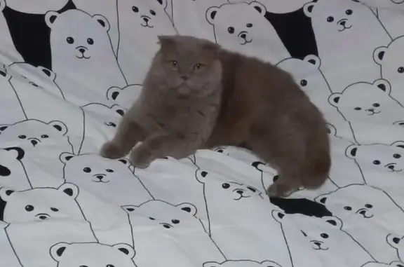 Пропала кошка, ул. Матросова, 24