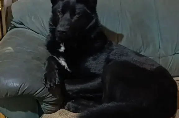 Собаки потеряшки, Москва, фото: Потеряшка собака, Луганская ул., Москва