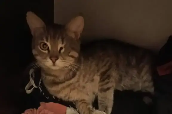 Пропала кошка, Щербакова 42, Шахты