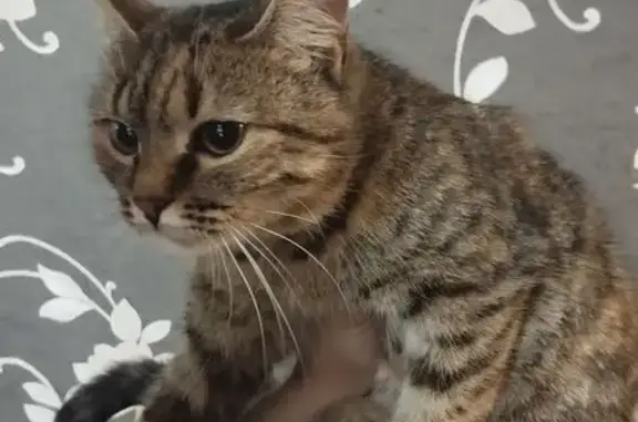 Найдена кошка, Челябинск, фото: Кошка найдена: Комсомольский проспект, 18А