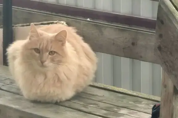 Найдена кошка, Московская область, фото: Найдена кошка в МО, Рыжий, мальчик