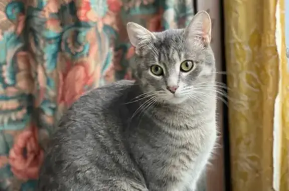 Пропала кошка, Профсоюзная 98 к6, Москва