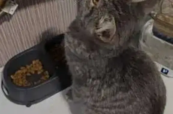 Найдена кошка, Самара, фото: Кошка найдена, Высоцкого 4, Самара