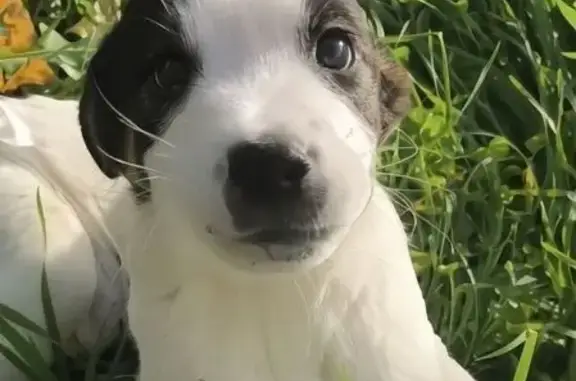 Найдена собака, Славянск-на-Кубани, фото: Собака найдена, ул. Стаханова 230, Славянск
