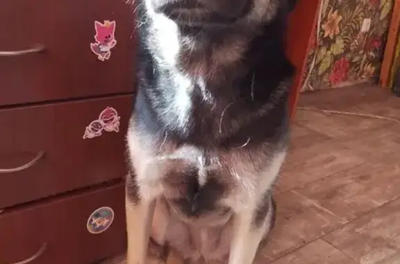 Собаки потеряшки, Москва, фото: Потеряшка собака, Рождественская 16, Москва