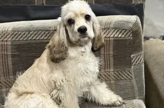 Собаки потеряшки, Незлобная, фото: Потеряшка собака на Спортивной, Незлобная