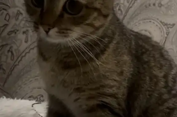 Пропала кошка, ул. Грибоедова, 67, Иркутск