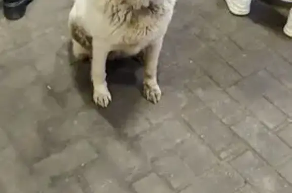 Найдена собака, Кострома, фото: Собака на Богатырской улице, Кострома