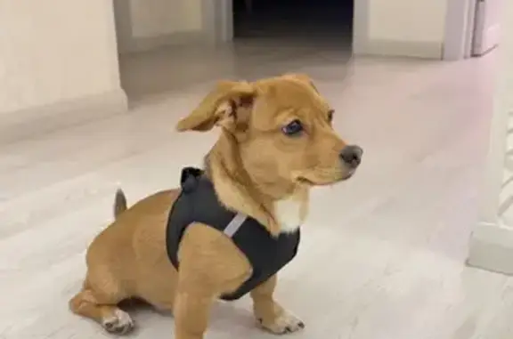 Собаки потеряшки, Краснообск, фото: Потеряшка собака в Краснообске, Восточная ул.