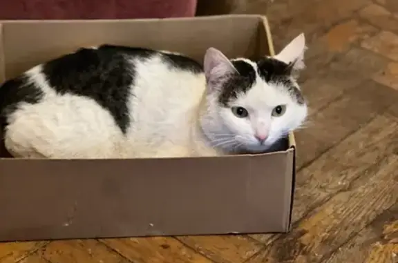 Пропала кошка, Профсоюзная ул., Москва