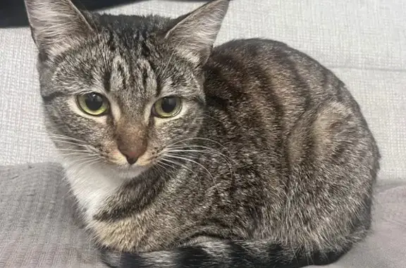 Найденные животные Петрозаводск, фото: Найдена кошка, ул. Калевалы, 4, Петрозаводск