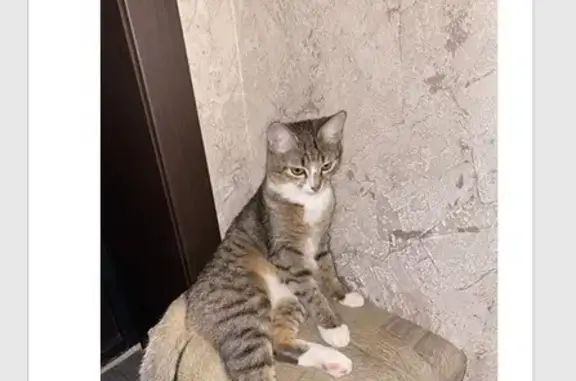 Пропала кошка, Энергетическая 6, Саранск