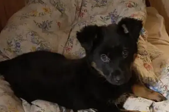 Найдена собака, Иваново, фото: Щенок найден у библиотеки, ул. Арсения, Иваново