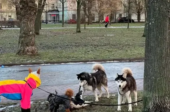 Найдена собака, Санкт-Петербург, фото: Найдены хаски у ТЮЗа, СПб