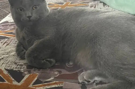 Объявления о пропавших и найденных животных, Магнитогорск, фото: Пропала кошка, пр. Карла Маркса 16
