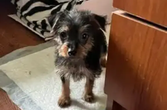 Найдена собака, Брянск, фото: Собака найдена на ул. Речная, Брянск