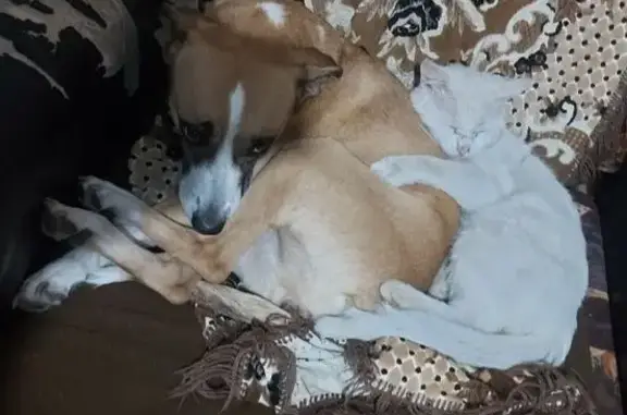 Пропала собака, Красноармейская 250, Будённовск