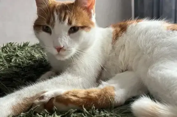 Пропал кот Кузя, 4-я Бежевая, 15, Ростов