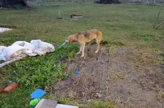 Найдена собака, Земетчино, фото: Собака найдена на Центральной улице, Земетчино