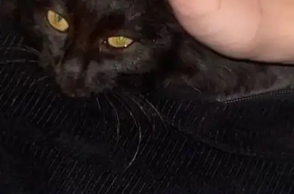 Объявления о пропавших и найденных животных, Улан-Удэ, фото: Кошка найдена на Жердева 9В, Улан-Удэ