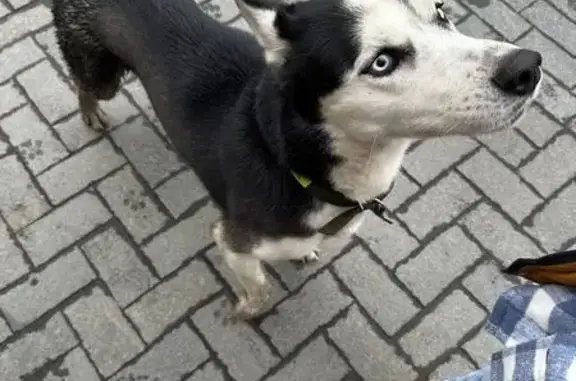 Хаски найден на Сергеева 3/5, Иркутск