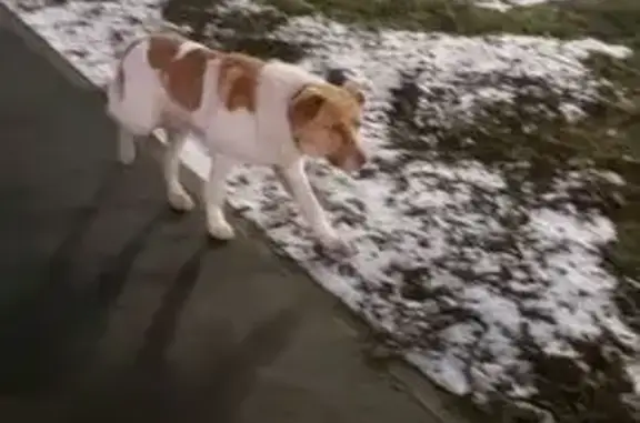 Найдена собака, Ярославль, фото: Потеряна собака на проспекте Машиностроителей