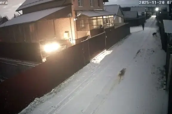 Пропала собака, Заводская ул., Дмитрово-Черкассы