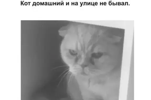 Пропала кошка, ул. Рокоссовского 16 к2