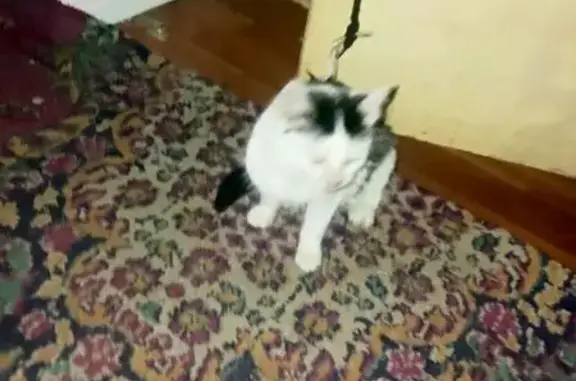 Найдена кошка, Драгунское, фото: Кошка найдена: Драгунская ул., Драгунское