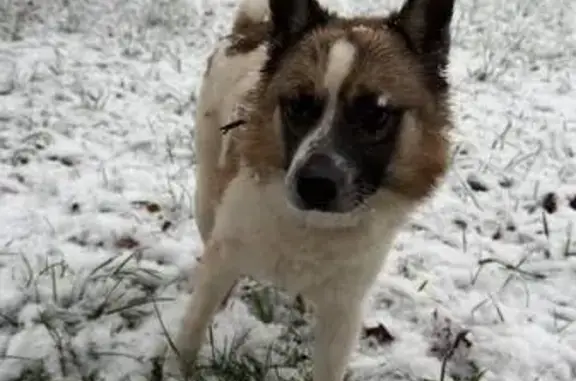 Найдена собака, Могилёв, фото: Собака найдена: проспект Мира 23, Могилёв