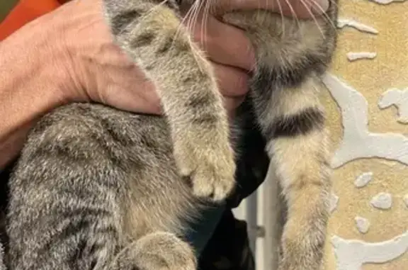 Найдена кошка, Новосибирск, фото: Кошка найдена: Красный проспект, 62