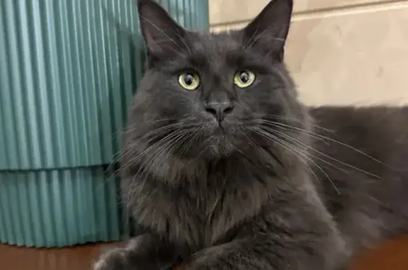 Пропала кошка Серый, пугливый, МО, 460
