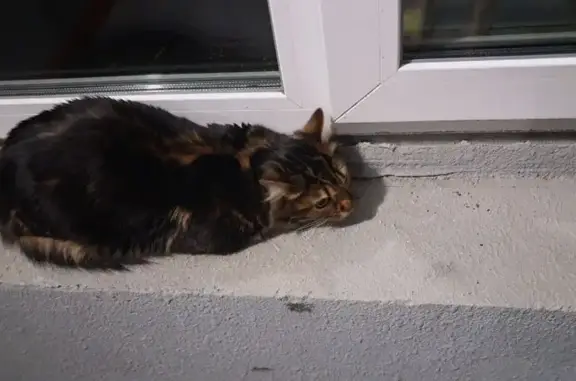 Найдена кошка, Челябинск, фото: Кошка найдена: Кислова 27, Челябинск