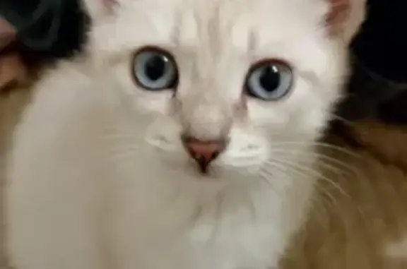 Кошки потеряшки, Нижний Новгород, фото: Потеряшка кошка, ул. Ватутина, 2, Н. Новгород