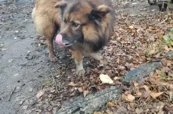 Найденные животные , фото: Собака найдена: Астраханская 12А, Тамбов