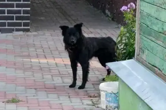 Собаки потеряшки, , фото: Потеряшка собака в Старчиках, дом 144