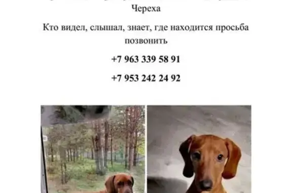 Собаки потеряшки, Псковская область, фото: Потеряшка такса у магазина Пятёрочка, Черёха