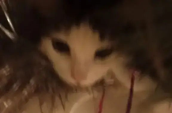 Кошки потеряшки, Пенза, фото: Потеряшка кошка, ул. Мереняшева, 84